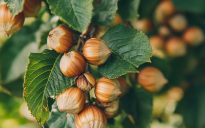 Foraging for Survival: How to Identify and Use Wild Nuts