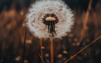 The Top 10 Edible Wild Plants You Can Forage in the Spring