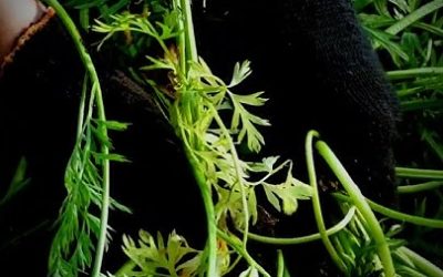 How I Built My Own Survival Garden: Lessons From the Dirt Up
