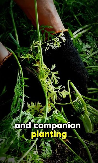 How I Built My Own Survival Garden: Lessons From the Dirt Up